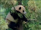 Tai Shan, National Zoo's Panda Cub at 1 year old